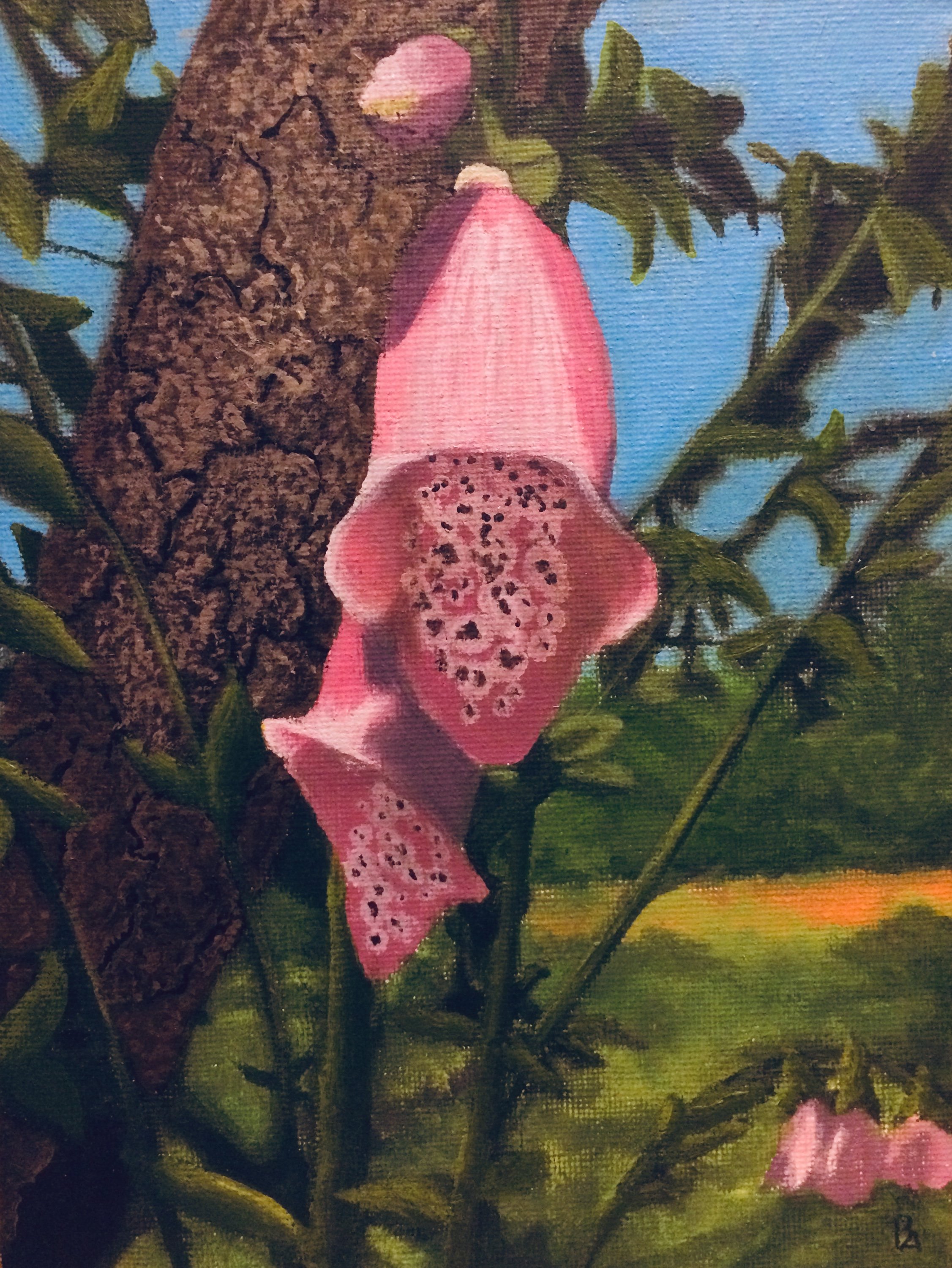 Foxgloves at Prinknash