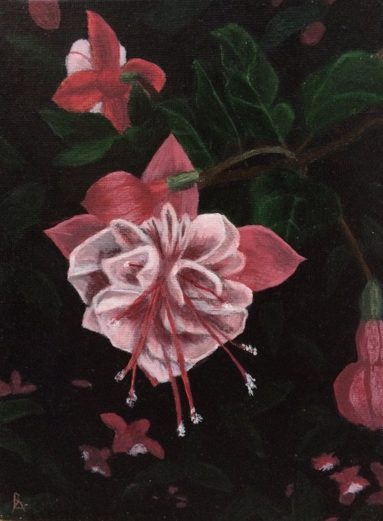 Trailing Fuchsia